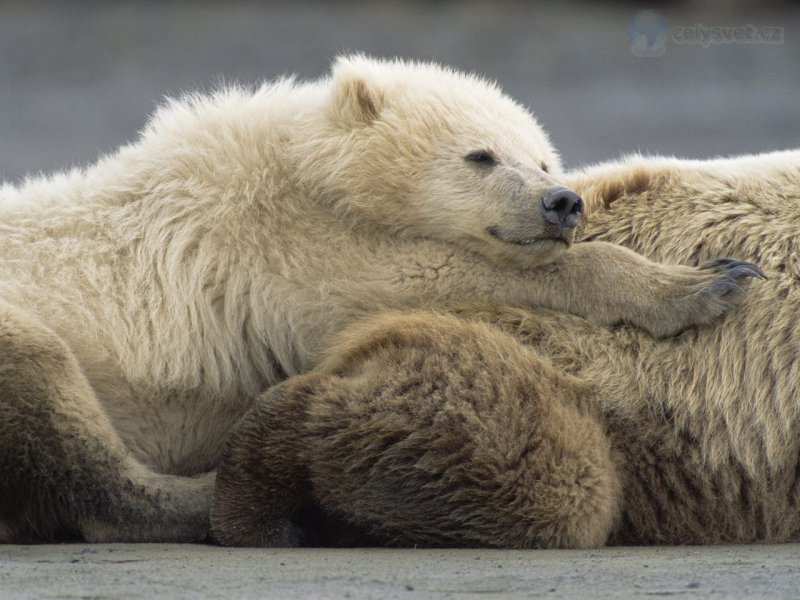 Foto: Two Year Old Male And Mother Grizzly Resting, Katmai National Park, Alaska