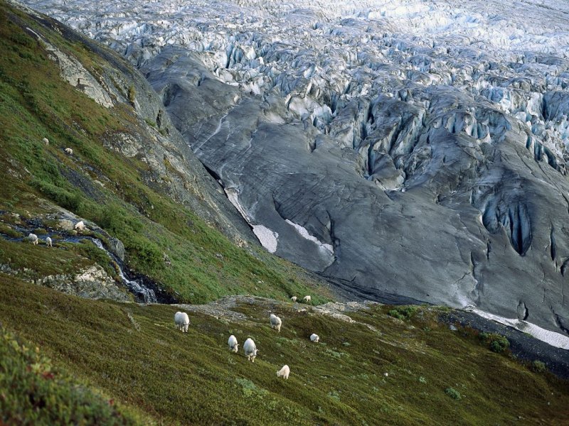 Foto: Mountain Goats, Kenai Fjords National Park, Alaska