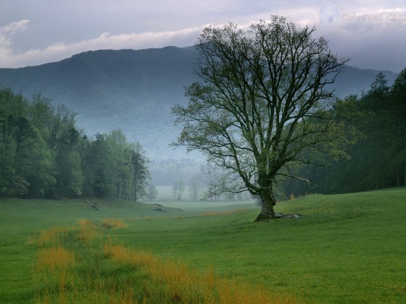 Foto: Foggy Sunrise, Cades Cove, Great Smoky Mountains National Park, Tennessee