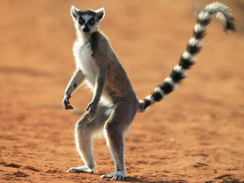 Foto: Standing Ring Tailed Lemur, Berenty Reserve, Madagascar