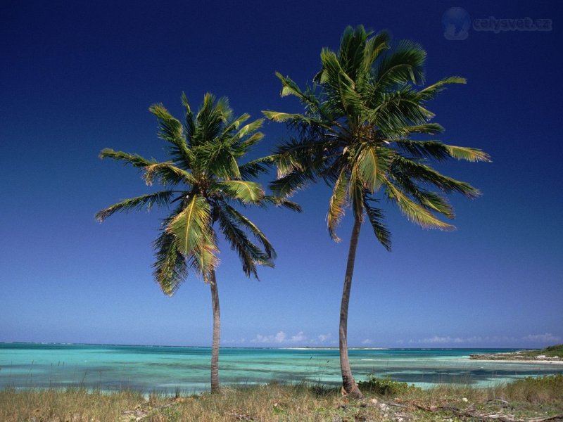 Foto: Coconut Palms, Bahamas