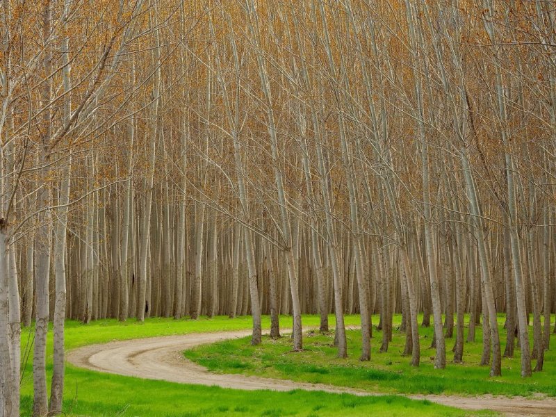 Foto: Hybrid Poplar Trees, Boardman, Oregon