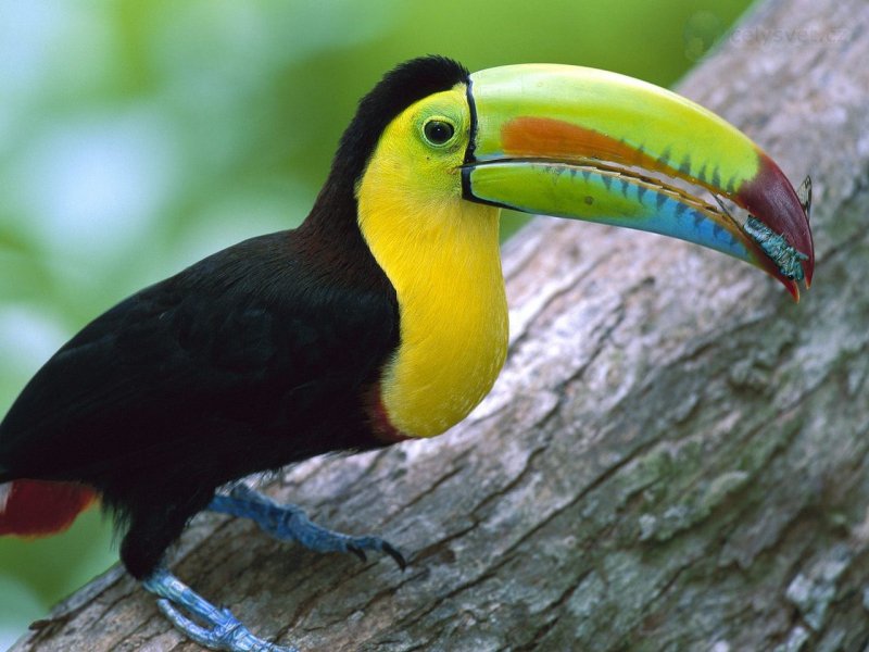 Foto: Kell Billed Toucan, Barro Colorado Island, Panama