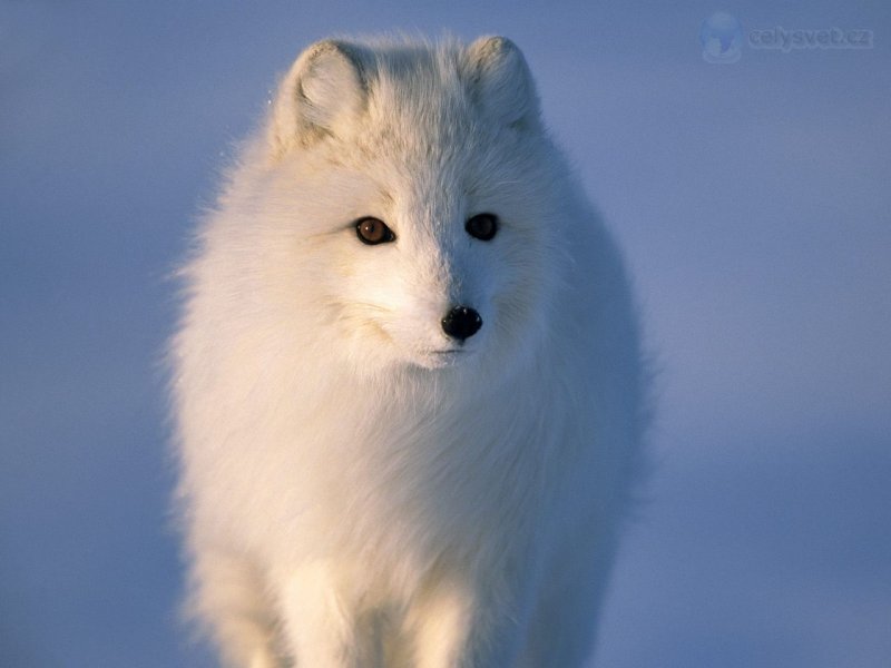 Foto: Arctic Fox Looking For Carrion On Sea Ice, Alaska