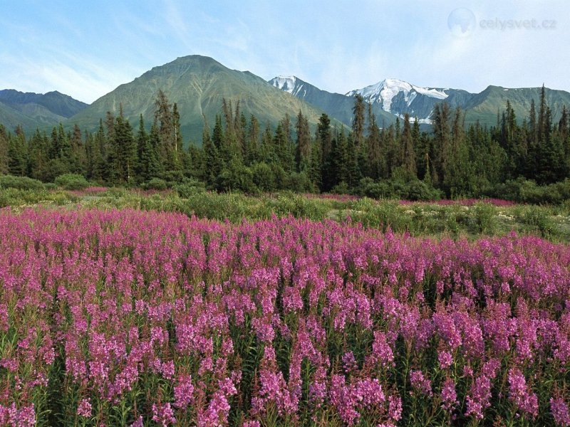 Foto: Fireweed, Kluane National Park, Canada