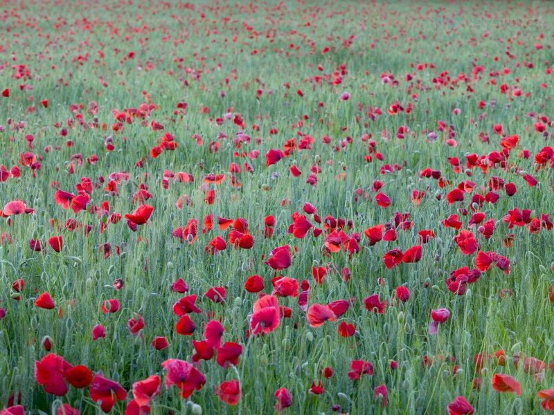 Foto: Red Poppies, Yonne, France