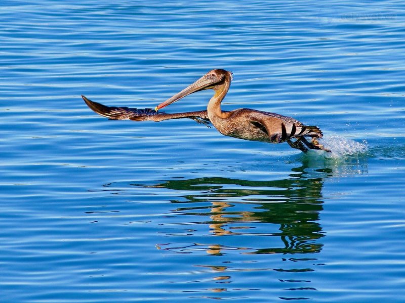 Foto: Pelican In Flight, Monterey, California