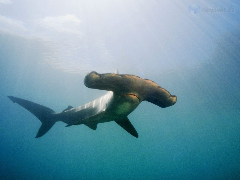 Foto: Scalloped Hammerhead Shark, Kaneohe Bay, Oahu, Hawaii